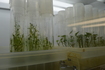 Plantas en laboratorio