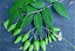 Papa silvestre Solanum longiconium-CR