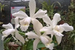 Orquídeas JBL