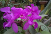 Orquídea del vivero Jardín Lankester
