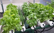 La producción de hortalizas sin suelo "hidroponía" es el primer curso que se impartirá …