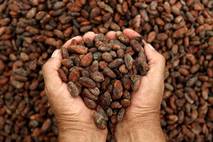 cosecha cacao