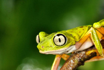 Anfibios