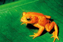 El sapo dorado (Incilius periglenes), icono de Monteverde, fue avistado por última vez en 1989. 