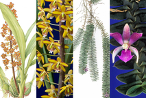 La ilustración botánica conjuga la búsqueda de la estética con el rigor científico para retratar …