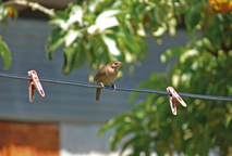 Las aves de las áreas urbanas enfrentan cada vez más problemas para comunicarse por medio del …