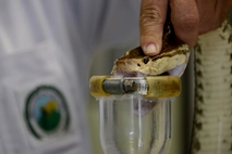 Extracción de veneno de una serpiente en el Instituto Clodomiro Picado