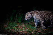 Algunos animales como los jaguares y pumas son monitoreados por las organizaciones del Estado y …