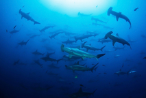 El tiburón martillo común (Sphyrna lewini) es un depredador importante que controla la abundancia …