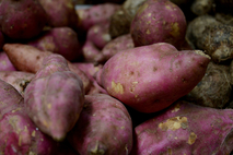 Camote criollo