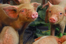 En Costa Rica existen alrededor de 14 600 granjas productoras de cerdos, según datos del último …