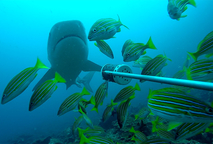Tiburones Isla del Coco