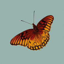 Pasionaria mexicana es el nombre más utilizado para la especie Dione moneta, una mariposa …