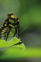 Costa Rica cuenta con más de 12 000 especies de mariposas nocturnas y más de 1500 especies …
