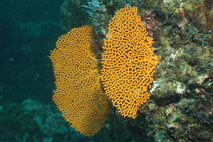 Pacifigorgia rubinoffi es una de las especies marinas descritas por la investigadora Odalisca …