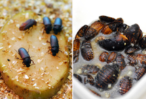 El escarabajo moledor, de nombre Tenebrio molitor, es una de las especies que se cultiva en …