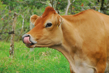 De acuerdo con un estudio de la Universidad Nacional, la crianza de una vaca es fundamental para …