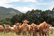 Vacas ganado lechero