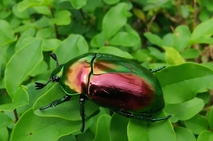 Costa Rica, Puntarenas, Coto Brus, Coopa Buena. Orden: Coleoptera, Familia: Scarabaeidae. Género …