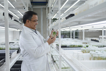 Cada día, el Dr. Arturo Brenes, coordinador del Laboratorio de Biotecnología de Plantas, verifica …