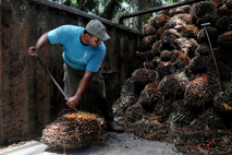 La fibra de pinzote de palma aceitera es un residuo que, por su elevado volumen de producción, …