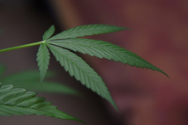 “Hay mucho que no conocemos del cannabis y su legalización genera muchas oportunidades para …