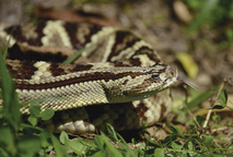 La serpiente terciopelo causa casi el 70 % de los accidentes ofídicos en todo el territorio …