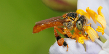 En Costa Rica existen 700 especies de abejas, responsables de la polinización en los ecosistemas …