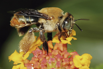 Las abejas son insectos con una superficie externa dura que funciona como esqueleto, seis patas y …