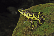 Un total de 64 especies de anfibios de Costa Rica se encuentran clasificadas en riesgo. Por esto, …