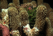 El arrecife coralino de Cahuita, en el Caribe costarricense, fue el primero en ser estudiado por …