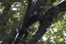 Entre las especies que los visitantes podrán observar en la Reserva Ramon Álvarez se encuentra el …