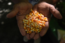 El libro realiza un estudio comparado del uso del maíz entre las tradiciones chibchense y …