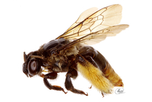 Abeja Epicharis angulosa Snelling, 1984 (familia Apidae, tribu Centridini). Las abejas del …