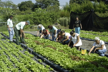 Los emprendimientos en la agricultura costarricense enfrentan grandes desafíos como las …