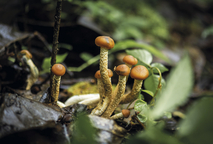 En Costa Rica solo se conoce el 4 % del total de especies de hongos que se estima que existen. …
