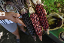 El maíz fue un alimento domesticado en Mesoamérica por los pueblos originarios de este continente …