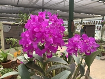 La Exposición Nacional de Orquídeas se celebra este año en el Jardín Botánico Lankester los dos …