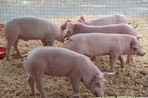 La Porcicultura es la rama de la Zootecnia que se encarga de la cría, reproducción y …