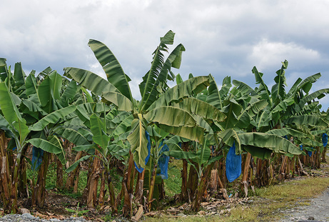 Plantación de banano