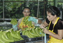 Trabajadoras empacando banano