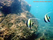 Peces Ídolo Moro en un Arrecife de Coral