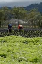 Agricultores cultivando hortalizas