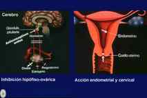 Gráficas explicativas sistema hormonal femenino