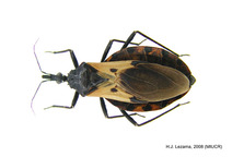 Insecto Triatoma dimidiata