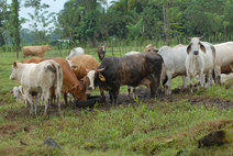 Vacas finca Guápiles