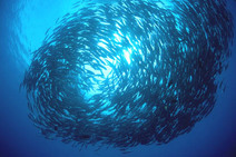 Peses isla del Coco