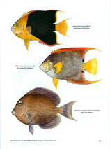Ilustración peces