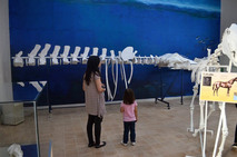 Esqueletos de ballena