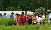 Productores y productoras de arroz de Turrialba